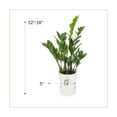 thumbnail image 4 of Wild Interiors ZZ (Zamioculcas Zamiifolia), 12-18” Tall, 5” Ceramic Pot, 4 of 6