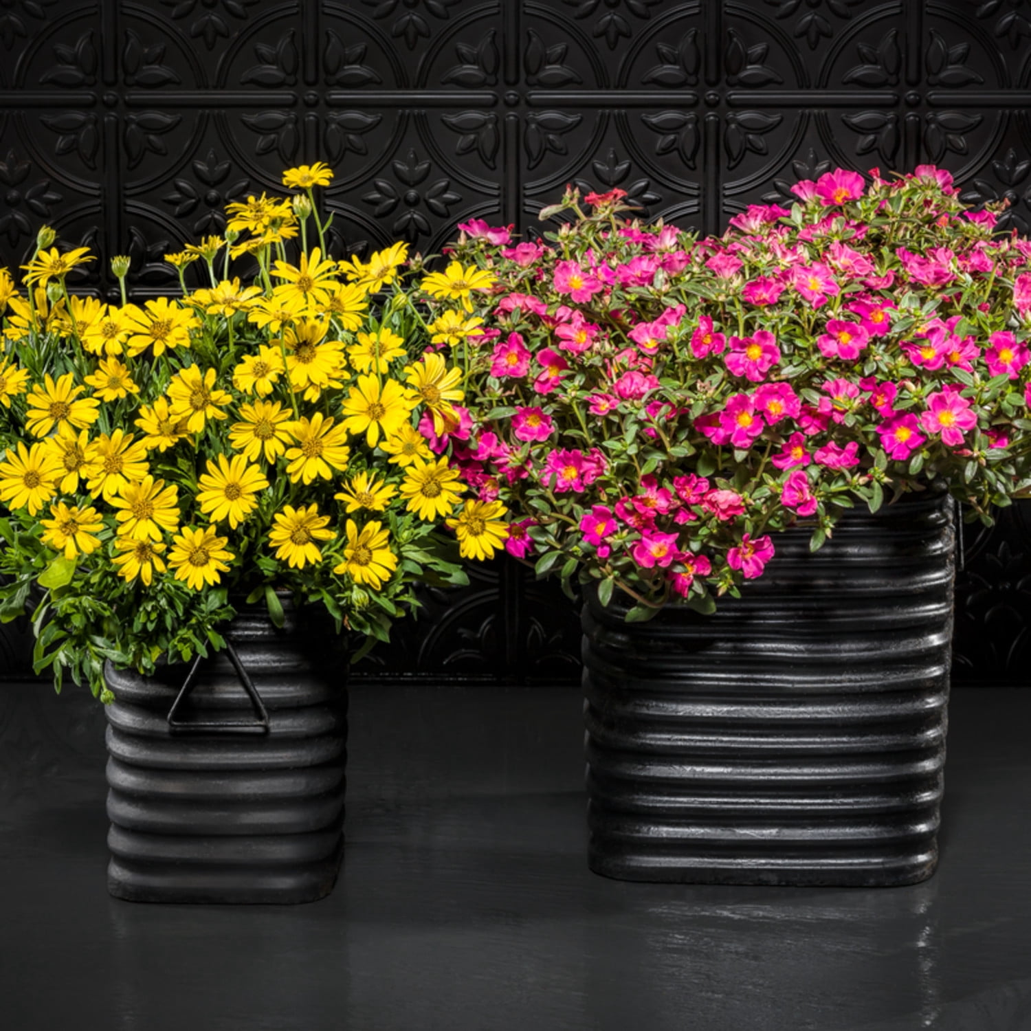 Proven Winners 4" Bright Lights Yellow African Daisy Live Plant in 4.25" Pot (4 Count)