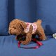 thumbnail image 2 of Wdftyju Pet Dog Chest Vest Walking Lead Leash Strap Belt Bowtie Suit (Rojo)(S) Wdftyju 1fq4fa4vk3hz2xw1D05, 2 of 9
