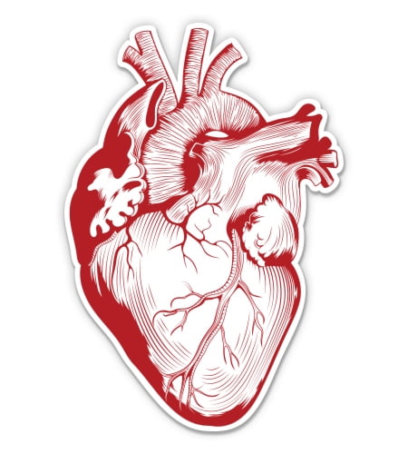 Human Heart paper Lantern No.260 medical gifts anatomy prints nurses gifts 