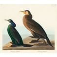 thumbnail image 2 of Audubon, John James 13x12 Black Ornate Wood Framed with Double Matting Museum Art Print Titled - Violet-green Cormorant and Townsends Cormorant, 2 of 4