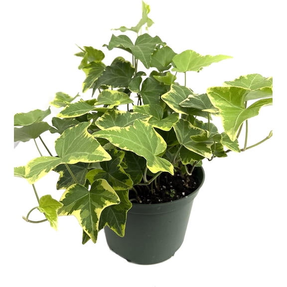 Golden English Ivy - Live Plant in a 6 Inch Pot - Hedera Helix - Beautiful Easy Care Indoor Air Purifying Houseplant Vine