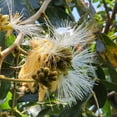 thumbnail image 4 of Ice Cream Bean Tree, 12-14" Tall Live Ice Cream Tree Live Plant in 1 Gallon Pot, Inga Edulis Trees, Perennial Tropical Sweet Fruit Plant for Home Garden, 4 of 5