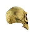 thumbnail image 4 of Máscara Caretas REV Ghoulish Productions CROW SKULL, 4 of 4