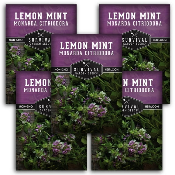 5 Packs Lemon Mint Seeds - Non-GMO Heirloom Perennial Full Sun Herb Seeds