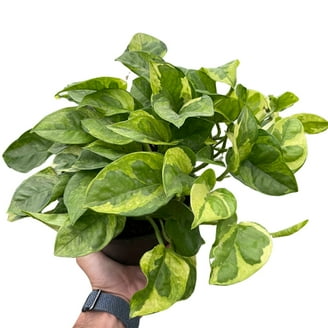 Pothos Skeleton Key, 8" Pot, Indoor Houseplant, Easy Care, Live Plant for  Indoor & Outdoor - Walmart.com