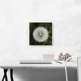 thumbnail image 2 of ARTCANVAS Dandelion Flower Plant Photo Canvas Art Print - Size: 12" x 12" (1.50" Deep), 2 of 9