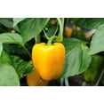 thumbnail image 6 of 100 Seeds Golden YELLOW BELL PEPPER California Wonder Capsicum Vegetable Seeds, 6 of 9