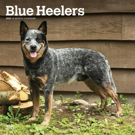 UPC: 0097815491550 | Blue Heelers | 2023 12×24  (Hanging) Square Wall Calendar | BrownTrout