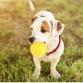 thumbnail image 4 of El juguete del perro, el juguete amarillo durable portátil de la bola del perro de EVA acaricia la solución innovadora del juguete de la bola del perro, 4 of 8