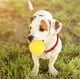 thumbnail image 1 of Juguete de pelota para perros, juguete masticable portátil y duradero de EVA amarillo para perros, juguete de pelota para perros de primera línea, 1 of 10