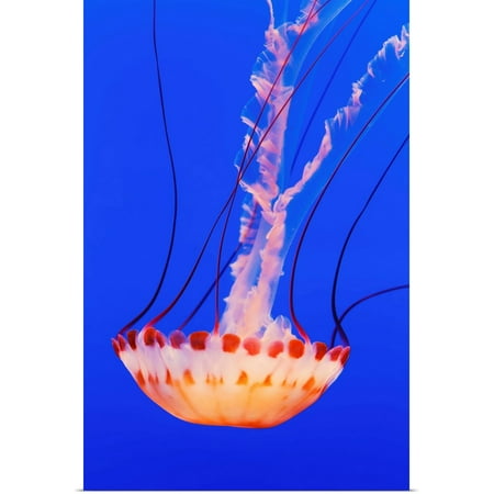 Great Big Canvas California Monterey An Orange Jellyfish