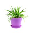 thumbnail image 5 of Plant Pot,Colourful Mini Plastic Flower Pot Succulent Plant Flowerpot Home Office Decor (L), 5 of 5