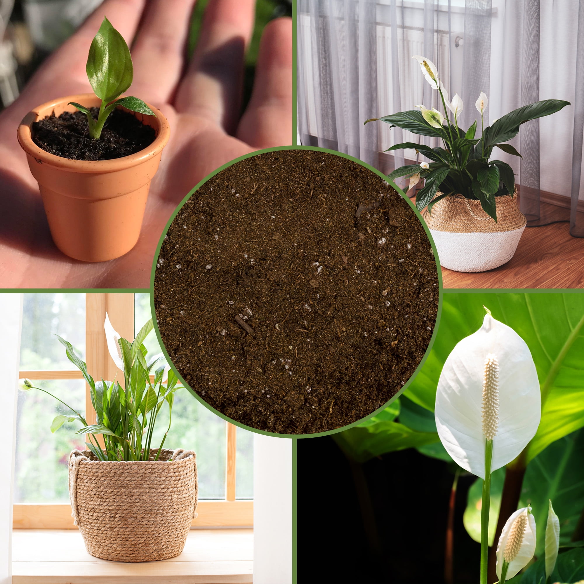 Peace Lily Potting Soil Mix (8 Quarts), for Planting, Growing, or Repotting Peace Lily Plants