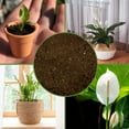 thumbnail image 6 of Peace Lily Potting Soil Mix (8 Quarts), for Planting, Growing, or Repotting Peace Lily Plants, 6 of 10