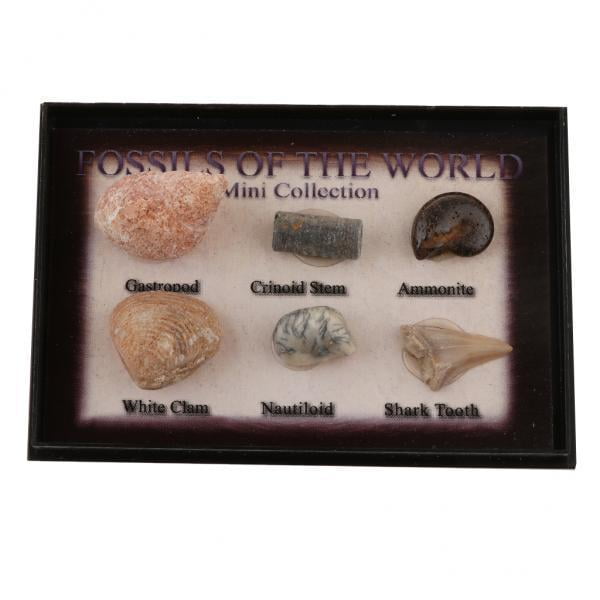 de Ciencia ógica de Colección de Fósiles de Marinos Naturales de 15-40 Paquetes - Paquete de 15 piezas Sunnimix Colección de muestras de fósiles