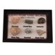 thumbnail image 1 of de Ciencia ógica de Colección de Fósiles de Marinos Naturales de 15-40 Paquetes - Paquete de 15 piezas Sunnimix Colección de muestras de fósiles, 1 of 8