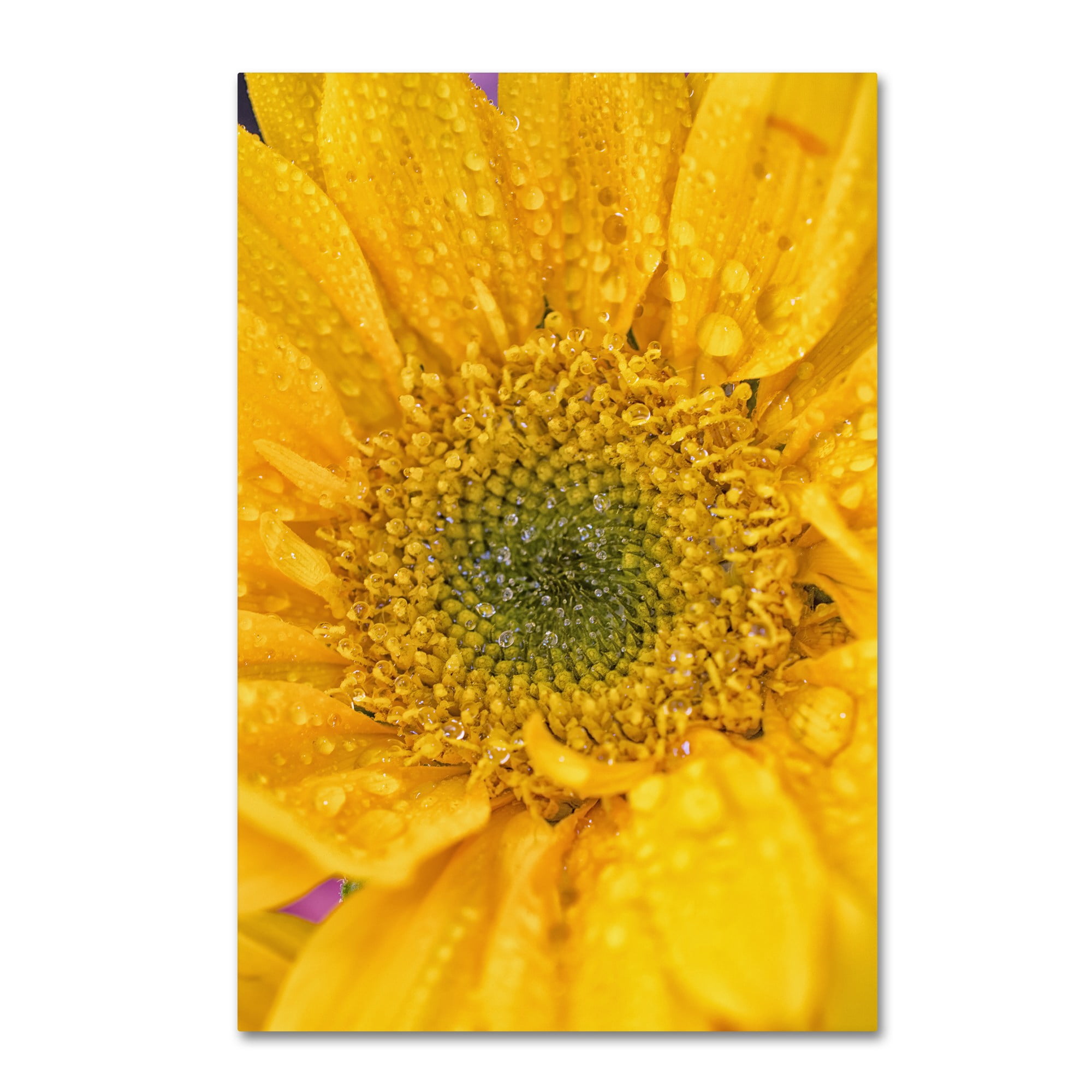 Trademark Fine Art 'Joyful Color' Canvas Art by PIPA Fine Art