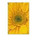 thumbnail image 2 of Trademark Fine Art 'Joyful Color' Canvas Art by PIPA Fine Art, 2 of 4