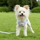 thumbnail image 4 of Conjunto de arnés y correa para perros Escape Proof Flower Design – Chaleco de malla acolchada suave para perros pequeños y medianos gatos, correas ajustables escalables, transpirable, 4 of 6