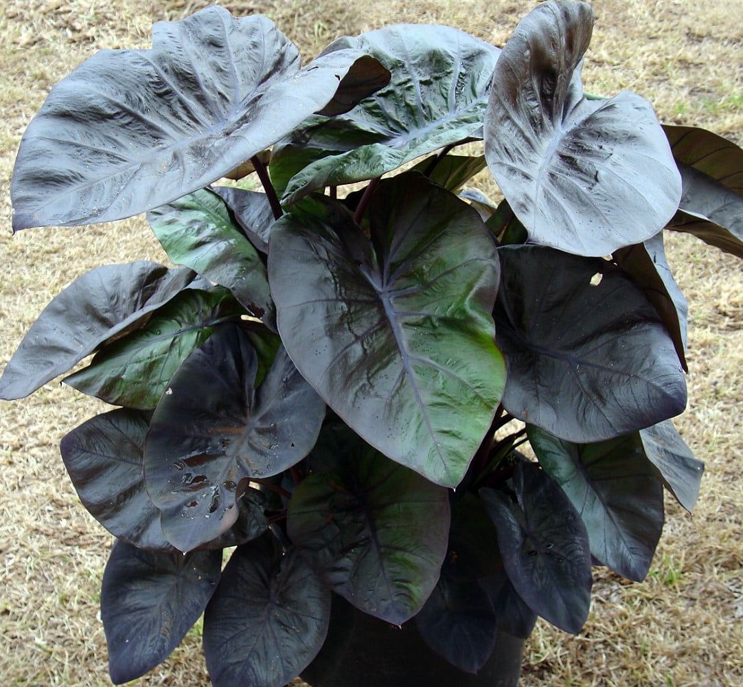 Kona Coffee Elephants Ear Gothic Colocasia 6" Pot Grow Indoors