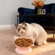 thumbnail image 5 of Comedero y bebedero elevado de gran capacidad para gatos | Plato de plástico para mascotas de 250 ml con diseño ancho y poco profundo | Soporte para el cuello para una mejor digestión y alivio del, 5 of 8