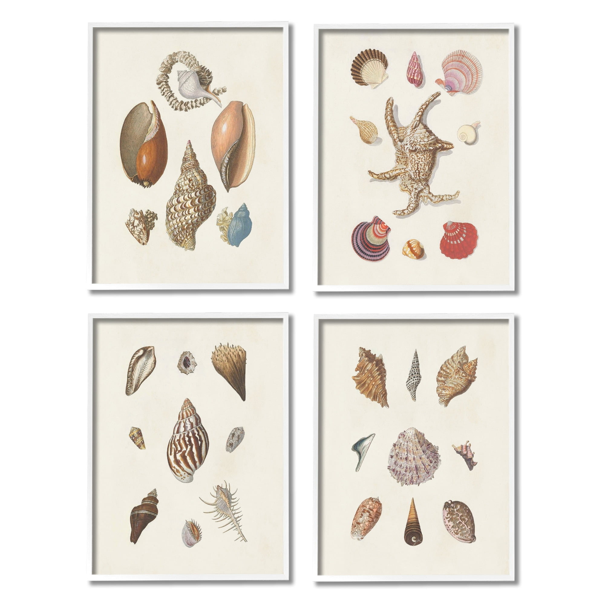 Stupell Industries Seashell Aquatic Life Latin Studies Detailed Beach Nature Graphic Art White Framed Art Print Wall Art, Set of 4, Design by Knorr