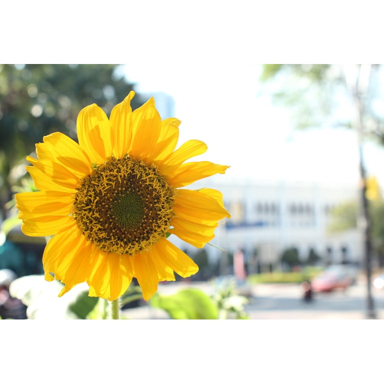 Oshiro 35mm f/2 LD UNC AL Wide Angle Full Frame Prime Lens for
