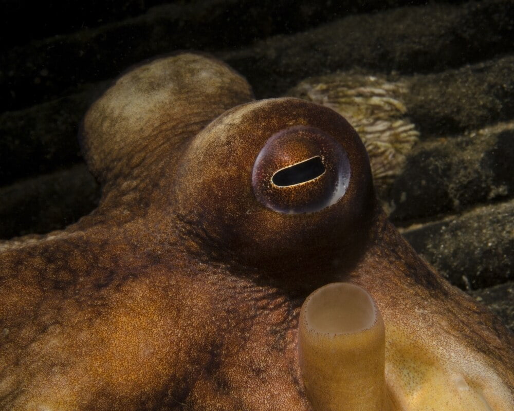 octopus eyes octopus eyes