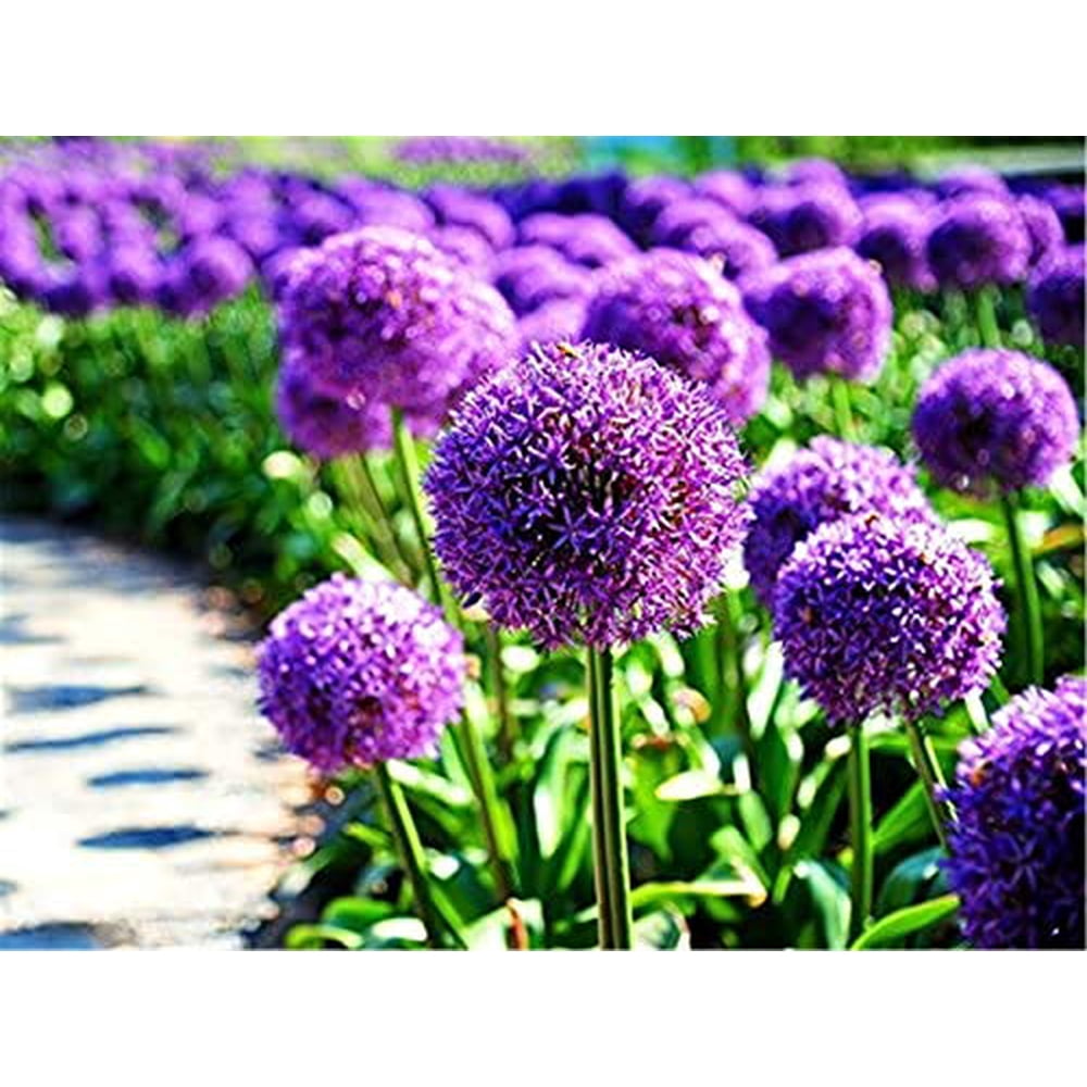 50pcs Blue Purple Giant Allium Giganteum Onion Flower Seeds Garden