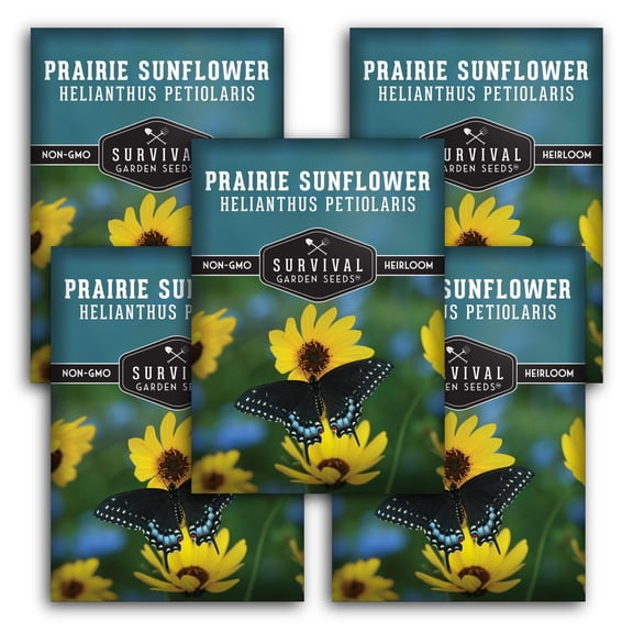 Native Prairie Sunflower - Full Sun Perennial Flower - 5 Packs
