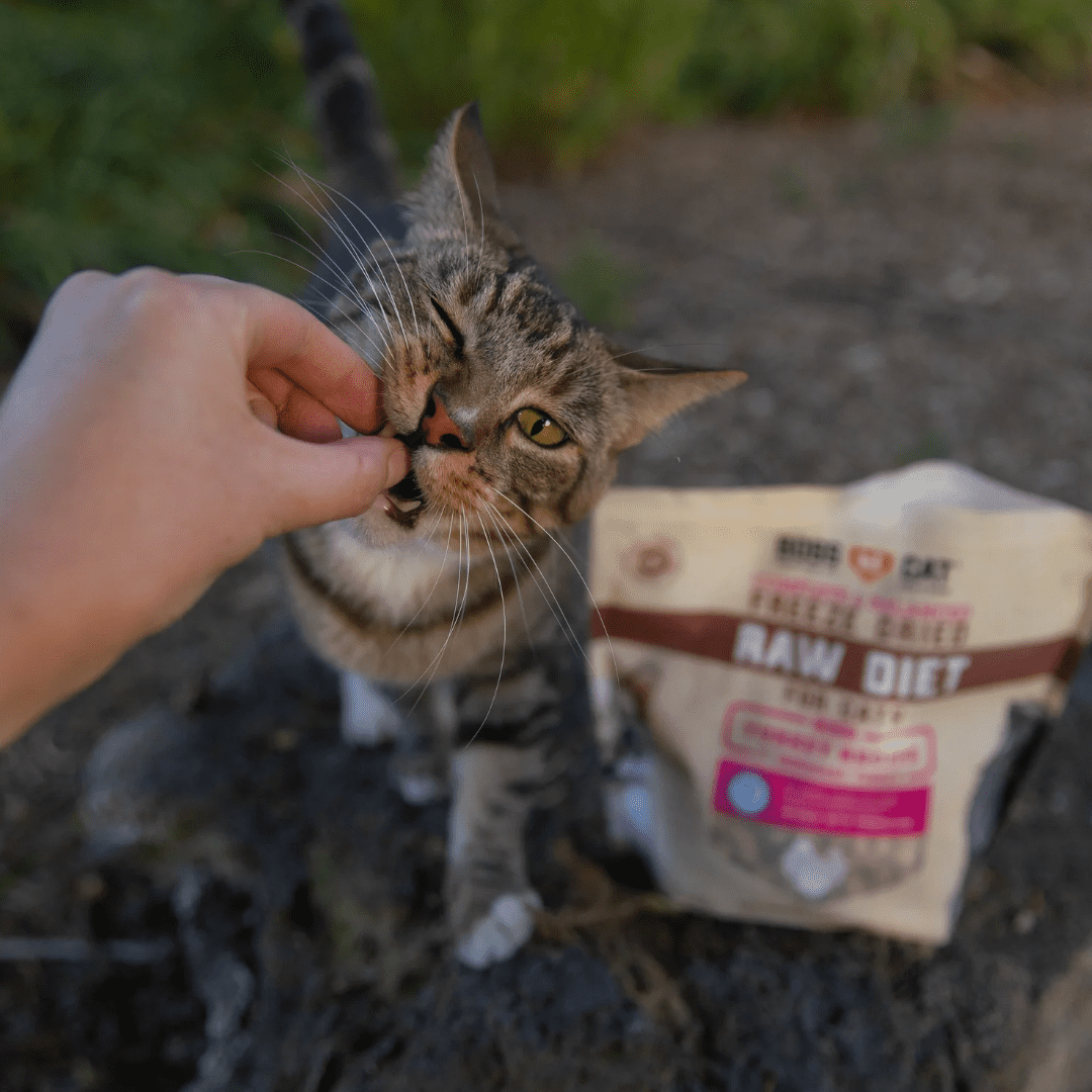 Boss Nation 850030579034 9 oz Freeze Dried 5 Turkey Cat Treat