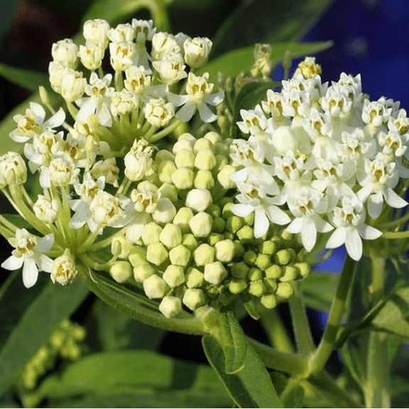 Set 2 White Vining Milkweed Plants Live for Planting, Milkweed Plant for Garden Outdoor 4 to 6 Inch Tall