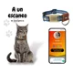 thumbnail image 2 of Collar Ligero Gato O Perro Pequeño Placa Qr Integrada, Ruac, 2 of 7