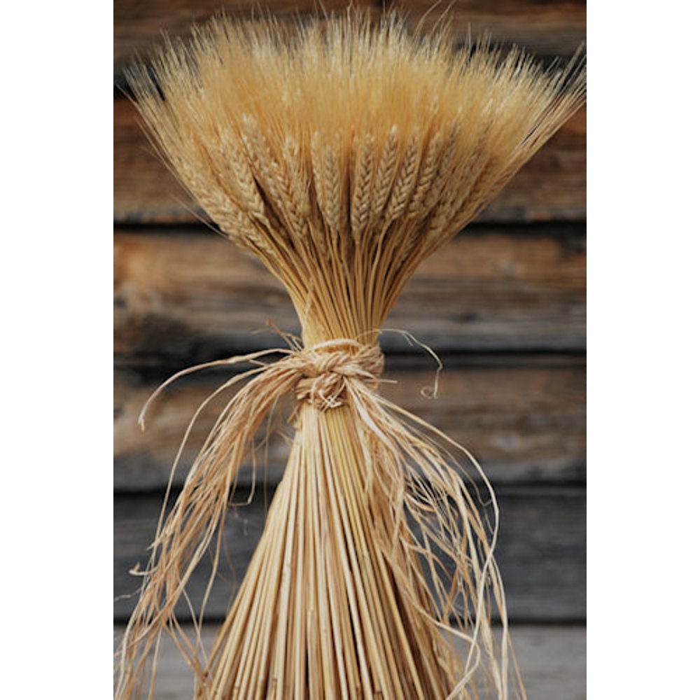 Decorative Large Dried Wheat Bunches 16 oz (1 LB) Wheat