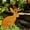 Jackalope, variant on Handmade Metal Garden Art Rusty Animals Statues Garden Stake, Heavy‑Duty Steel Retro Cat Sculpture Ornaments Yard Art Outside for Lawn Yard, Walkway Fence (Duck)