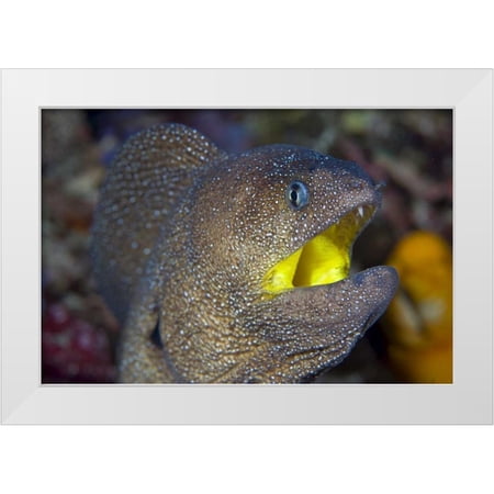 Shimlock, Jones 14x11 White Modern Wood Framed Museum Art Print Titled - Indonesia, Reta Island A moray eels head