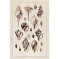 thumbnail image 3 of Sowerby, G.B. 11x14 Black Modern Framed Museum Art Print Titled - Shells: Sessile Cirripedes #3 (Sepia), 3 of 5