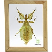 Real Exotic Leaf Insect Transparent Wings - Taxidermy Collection Framed in a 3D Clear Transparent Wooden Box as Pictured (Wood Color Frame)
