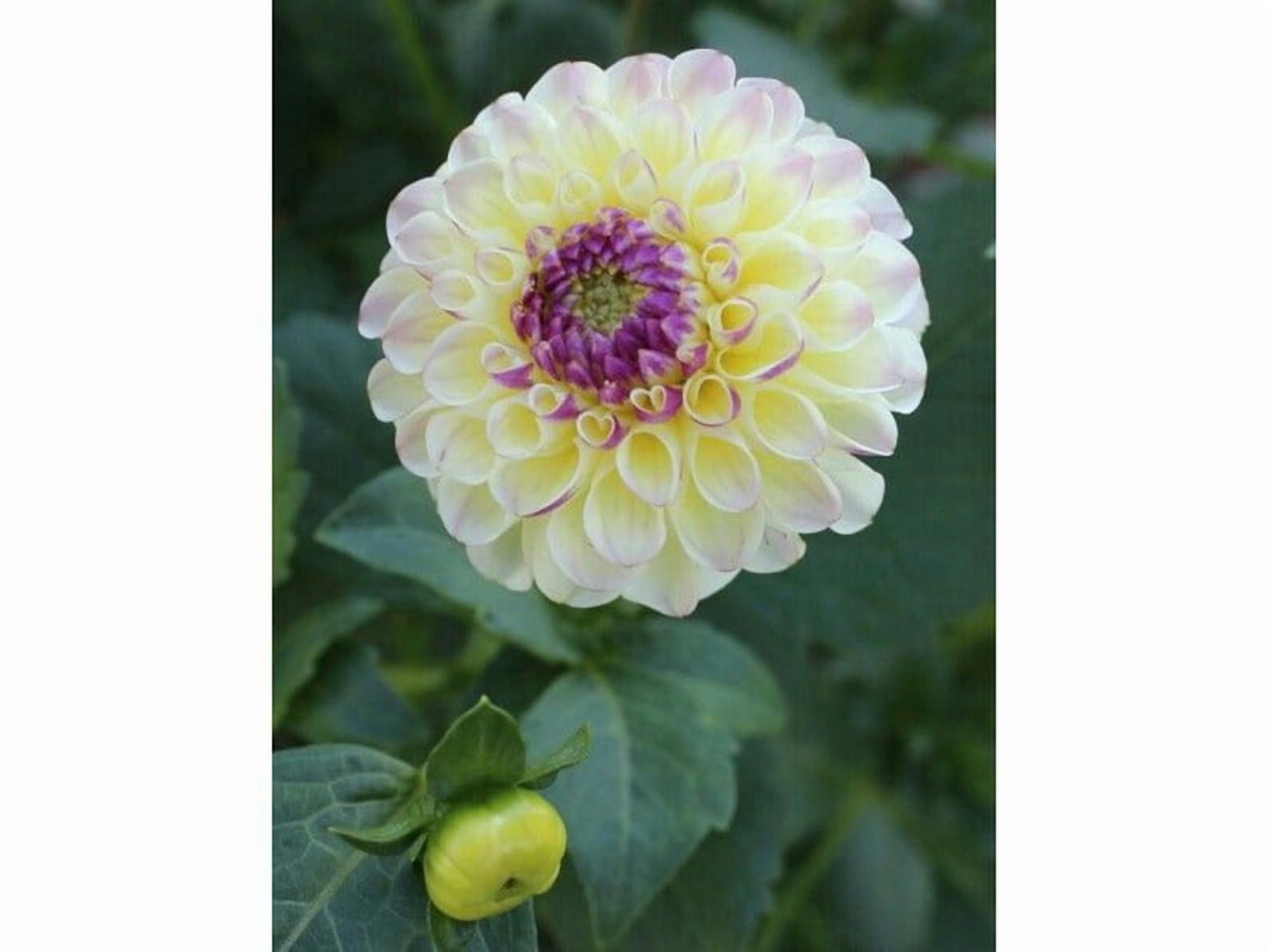 40 Seeds Cherish Dahlia Seeds Pollinator Friendly Heirloom Flower Seeds Mix to Plant