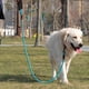 thumbnail image 5 of Dog Lead 5ft Rope Dog Lead, Slip Lead for Dogs Silp Lead Dog Leash, Reflective Thread with Padded Handle for Small Medium Large Dogs 5ft Green, 5 of 5