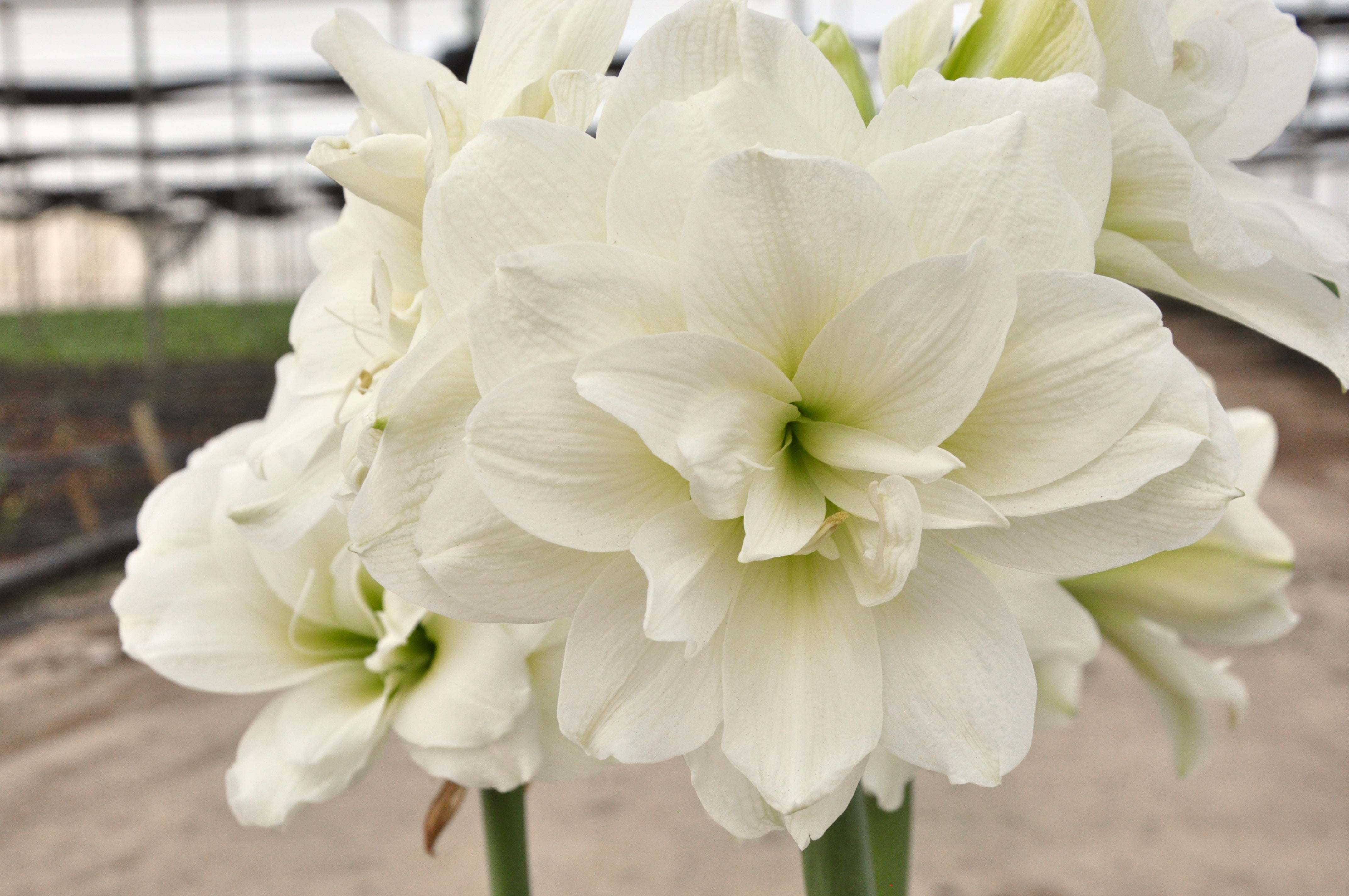 EuroBlooms Amaryllis Marquis, Prepotted Indoor Plants, Double White Blooms, Bright indoor light or filtered sunlight
