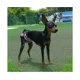 thumbnail image 3 of Paquete de 3 pañales femeninos lavables, pañales para perros, cómodos pañales reutilizables para perros, pantalones fisiológicos para niñas y perros en período de calor, 3 of 4