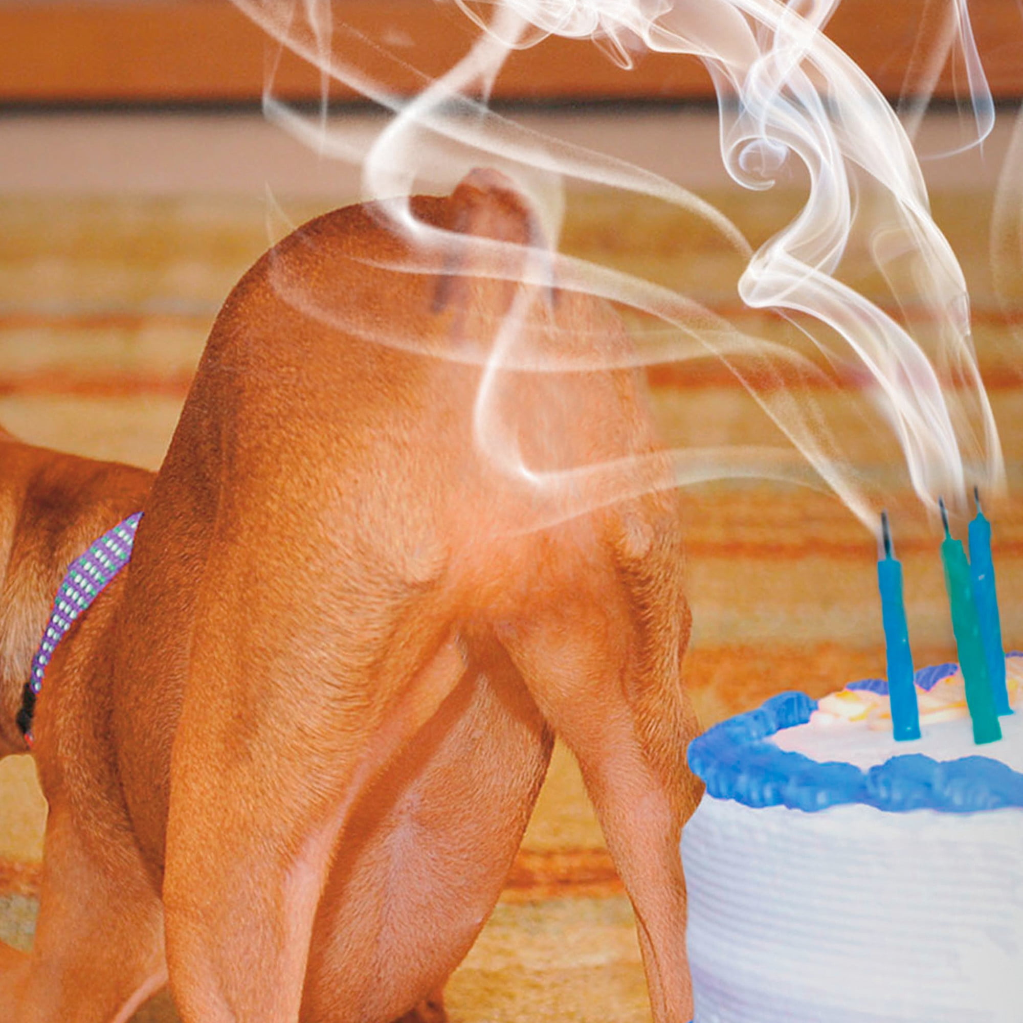 Hallmark Shoebox Funny Birthday Card (Gassy Dog)