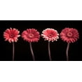 thumbnail image 2 of Frank, Assaf 18x11 White Modern Wood Framed Museum Art Print Titled - AF20120902 Gerberas 059C22, 2 of 4
