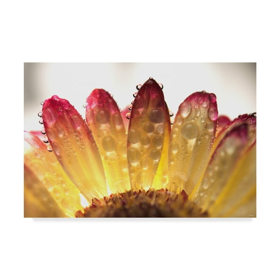 Trademark Fine Art 'Gerbera Daisy And Water' Canvas Art by Gordon Semmens