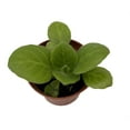 thumbnail image 2 of Dale's Periwinkle Blush Asian Violet - Primulina - House Plant - 2.5" Pot, 2 of 2