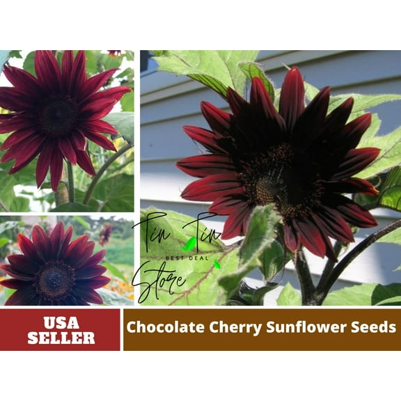 25 Seeds-Chocolate Sunflower Seed#E019-Authentic Seeds-Flowers-Seeds-Rose seeds-Herb seeds-Vegetable Seeds-Mix Seeds for Plant- B3G1