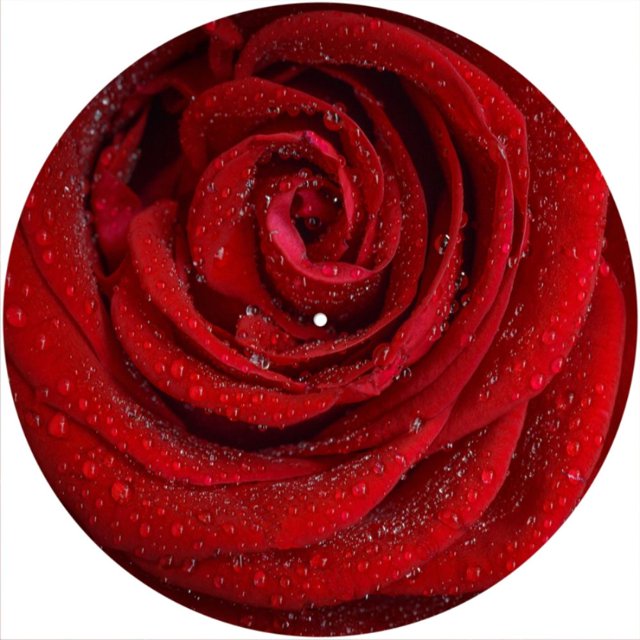 Slipmat Slip Mat Scratch Pad Feutre pour n'Importe Quel 12" LP Vinyle Tourne-Disque Lecteur Graphique Personnalisé - Fleur Rose Humide