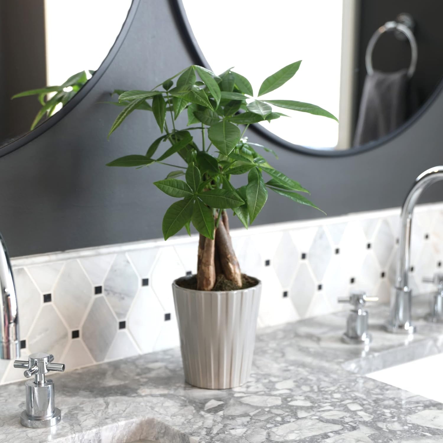 Just Add Ice 14-16" Money Tree Live Plant in 5" Grey Ceramic Pot, House Plant
